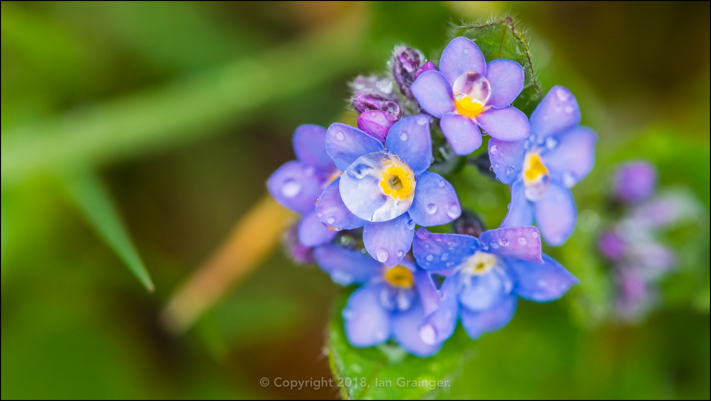 Forget Me Drops
