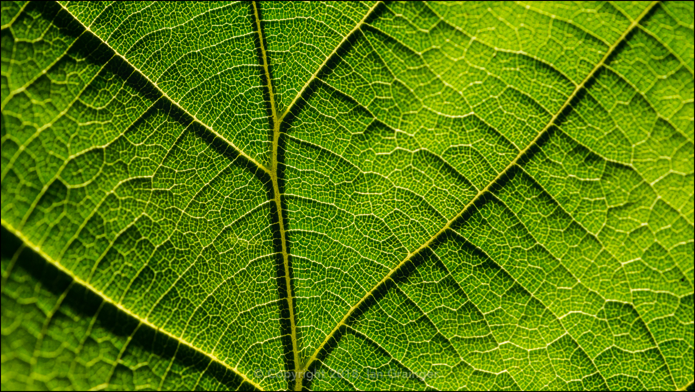Leafy Abstract