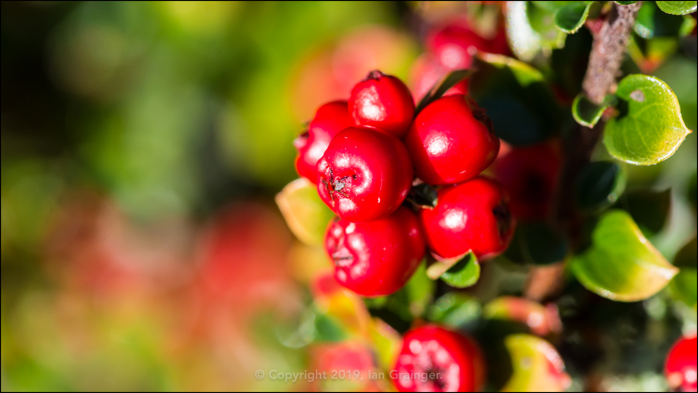 Cotoneaster Bush Berries