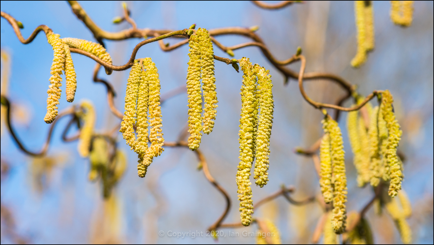 Counting Catkins