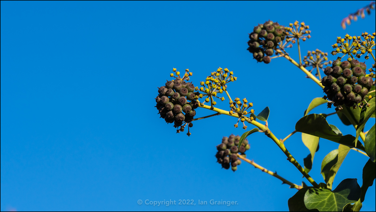 Common Ivy Berries