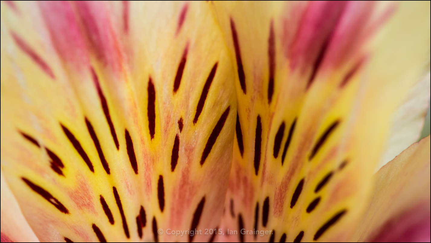 Abstract Alstroemeria