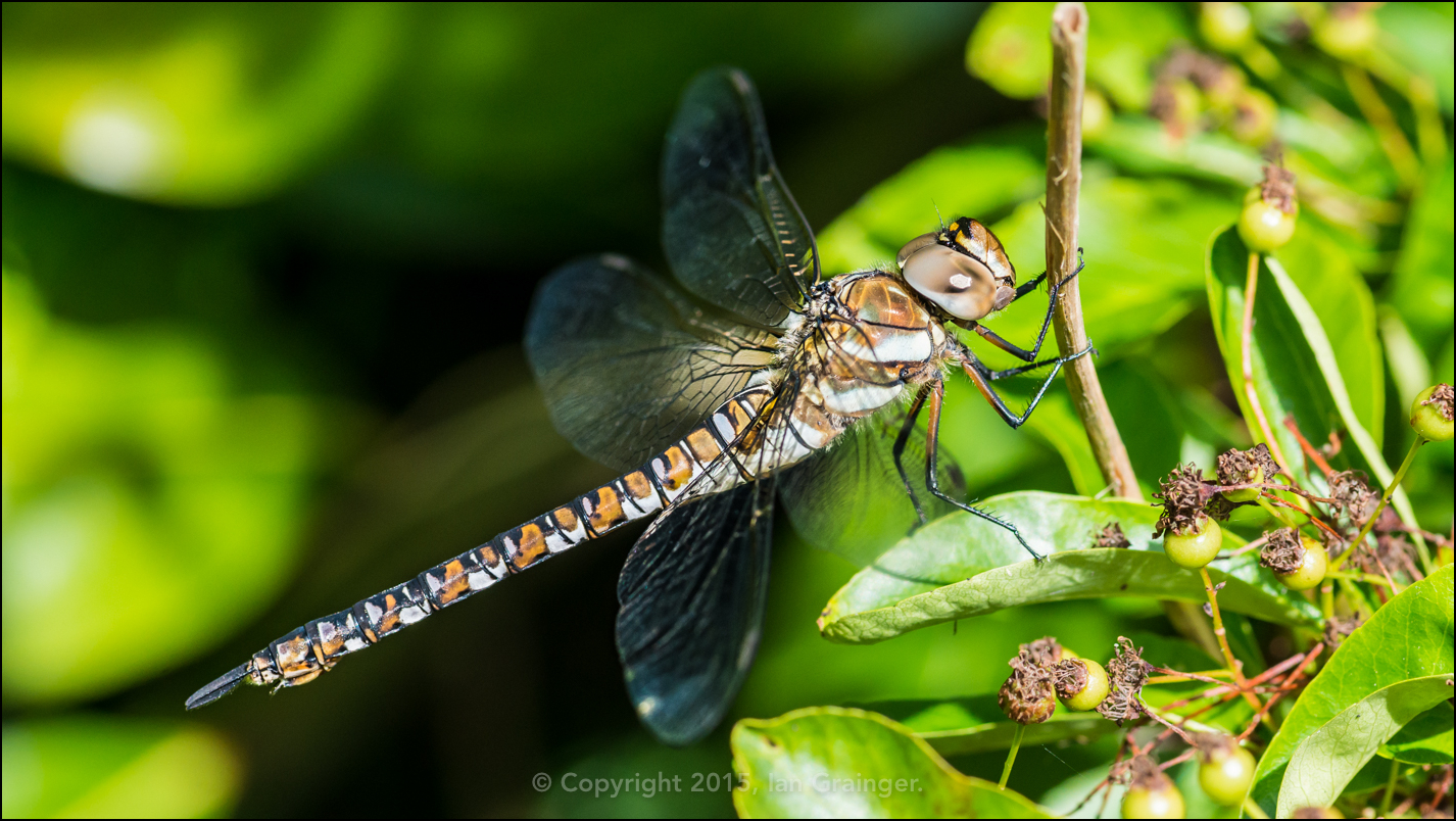 Migrant Hawker