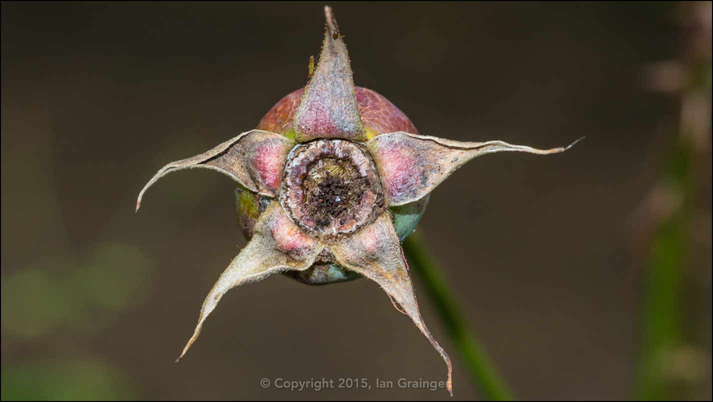 Rose Hip