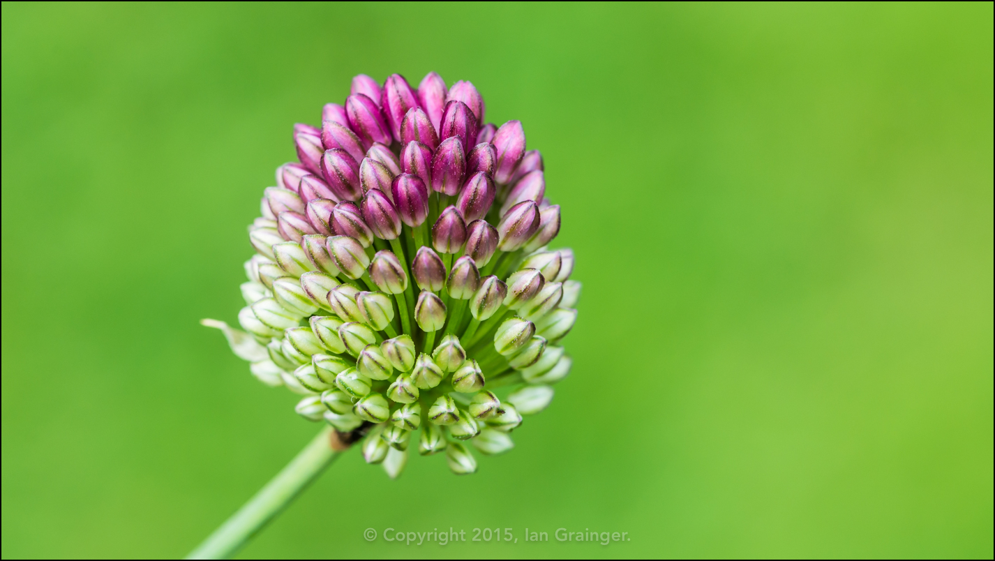 Allium Arrival