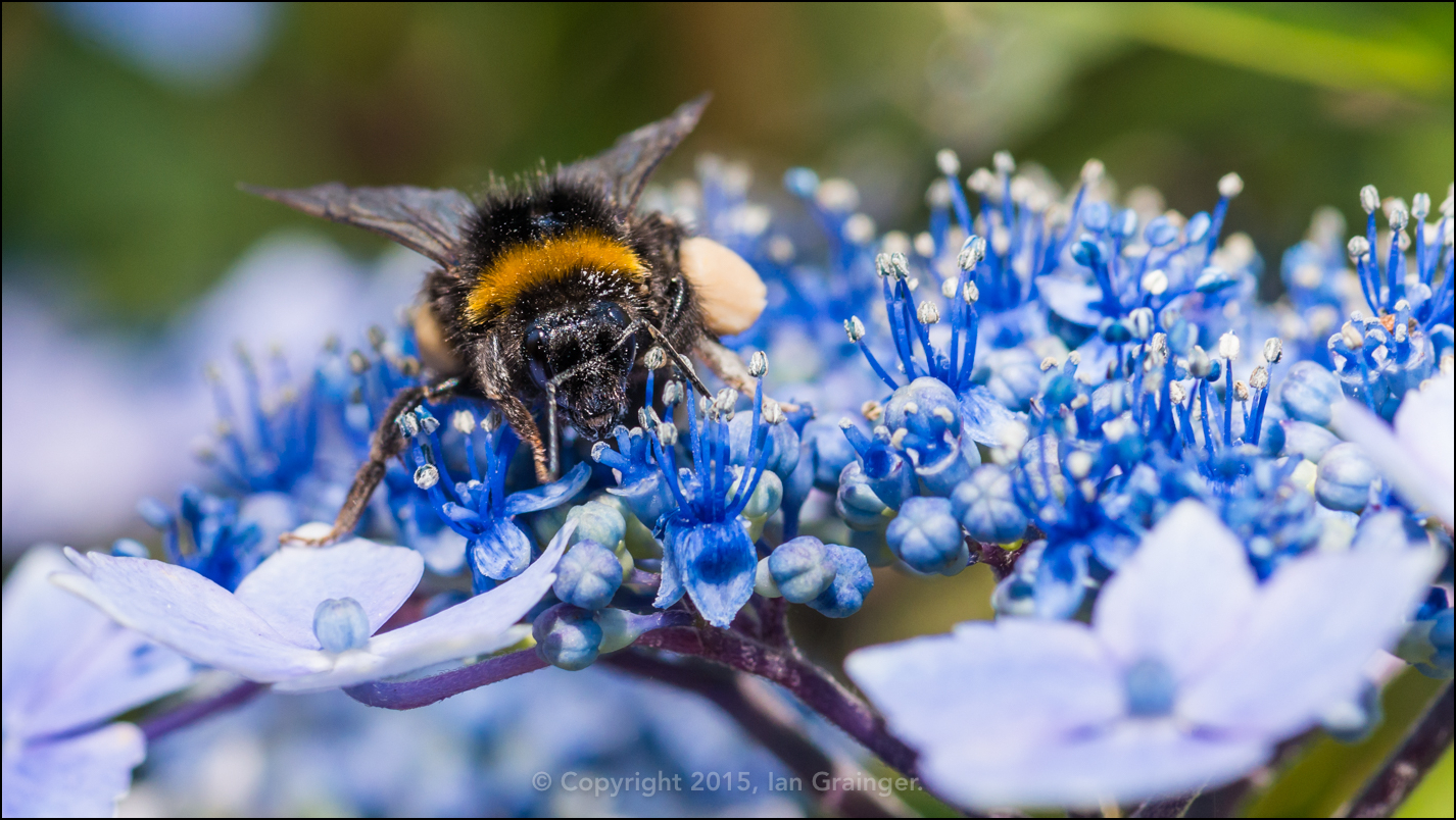 Bumblebee Browsing