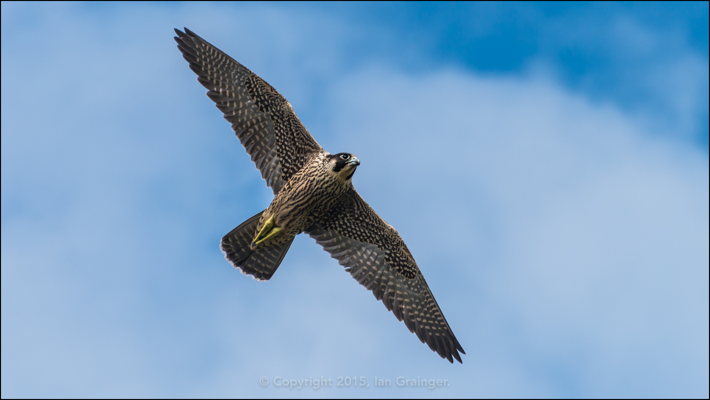 Peregrine Falcon