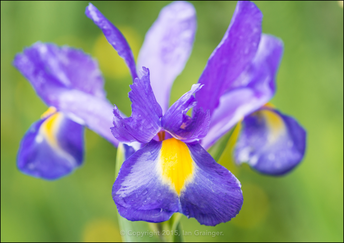 Blue Iris