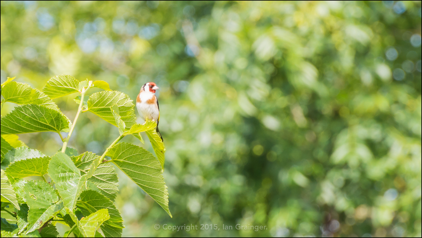 Goldfinch