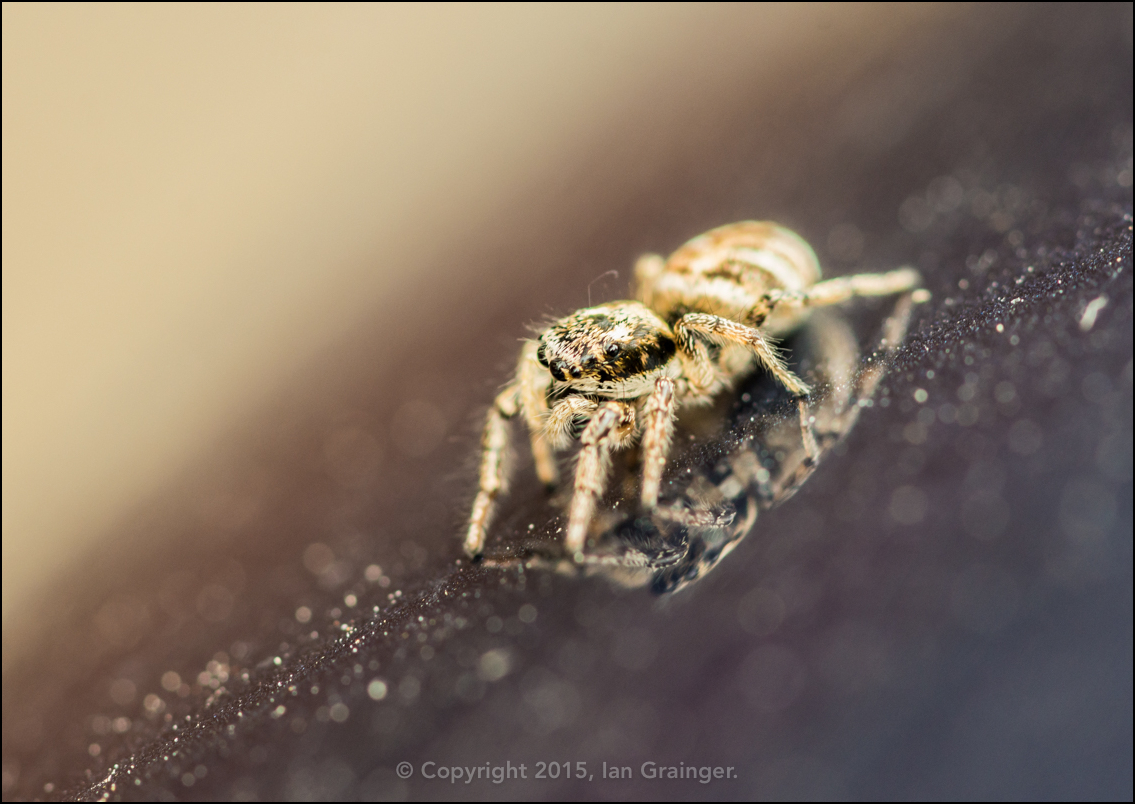 Zebra Jumping Spider