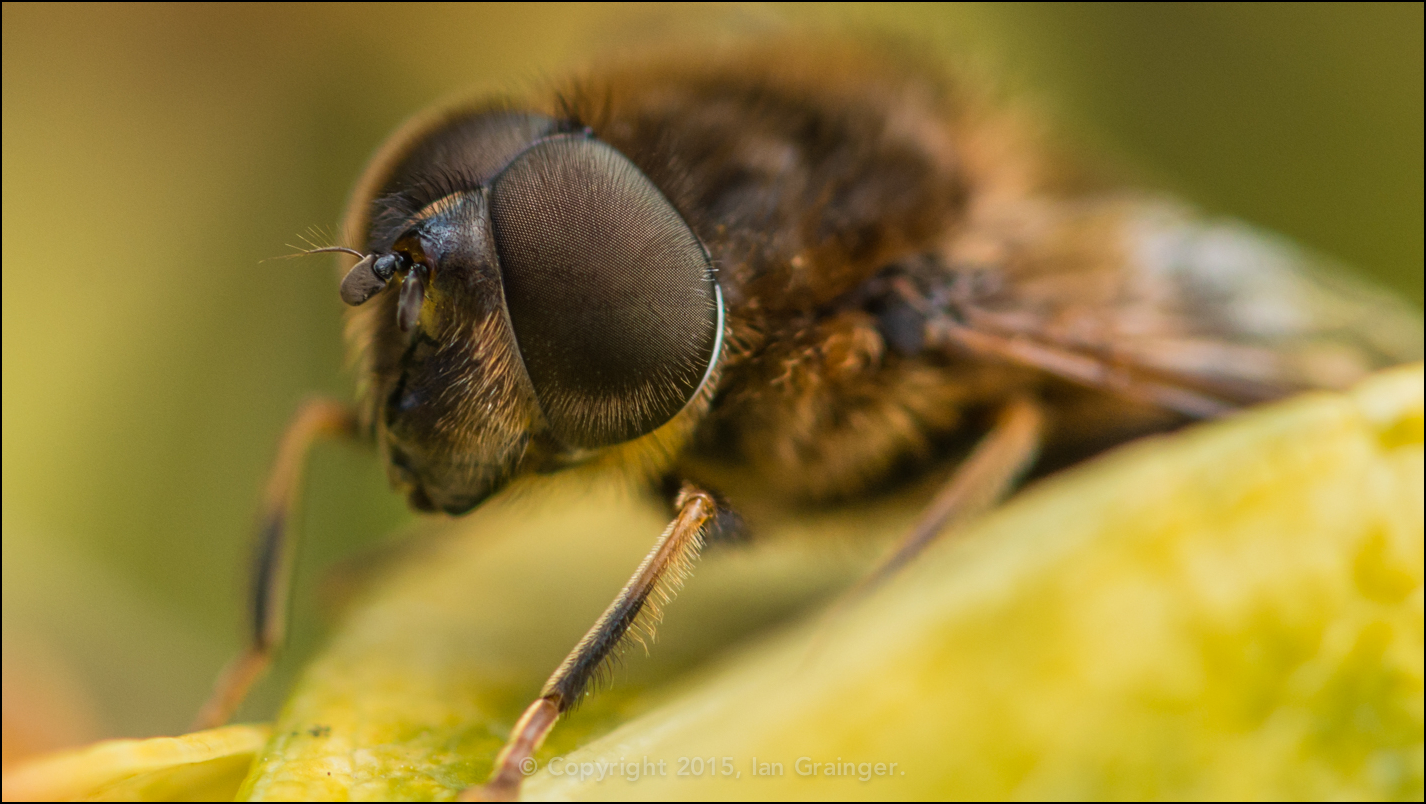 Hoverfly Eye