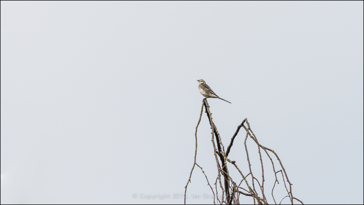 Pied Wagtail