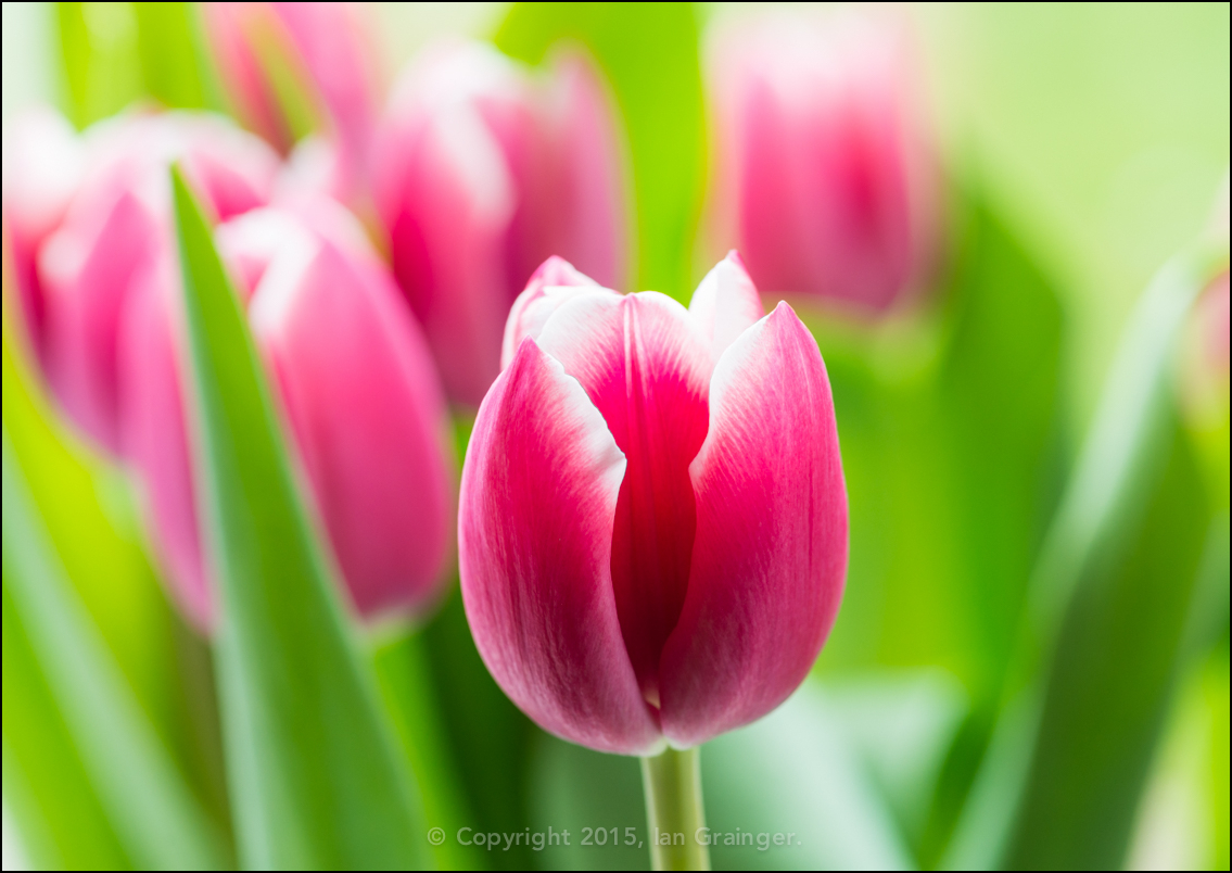 Springtime Tulips