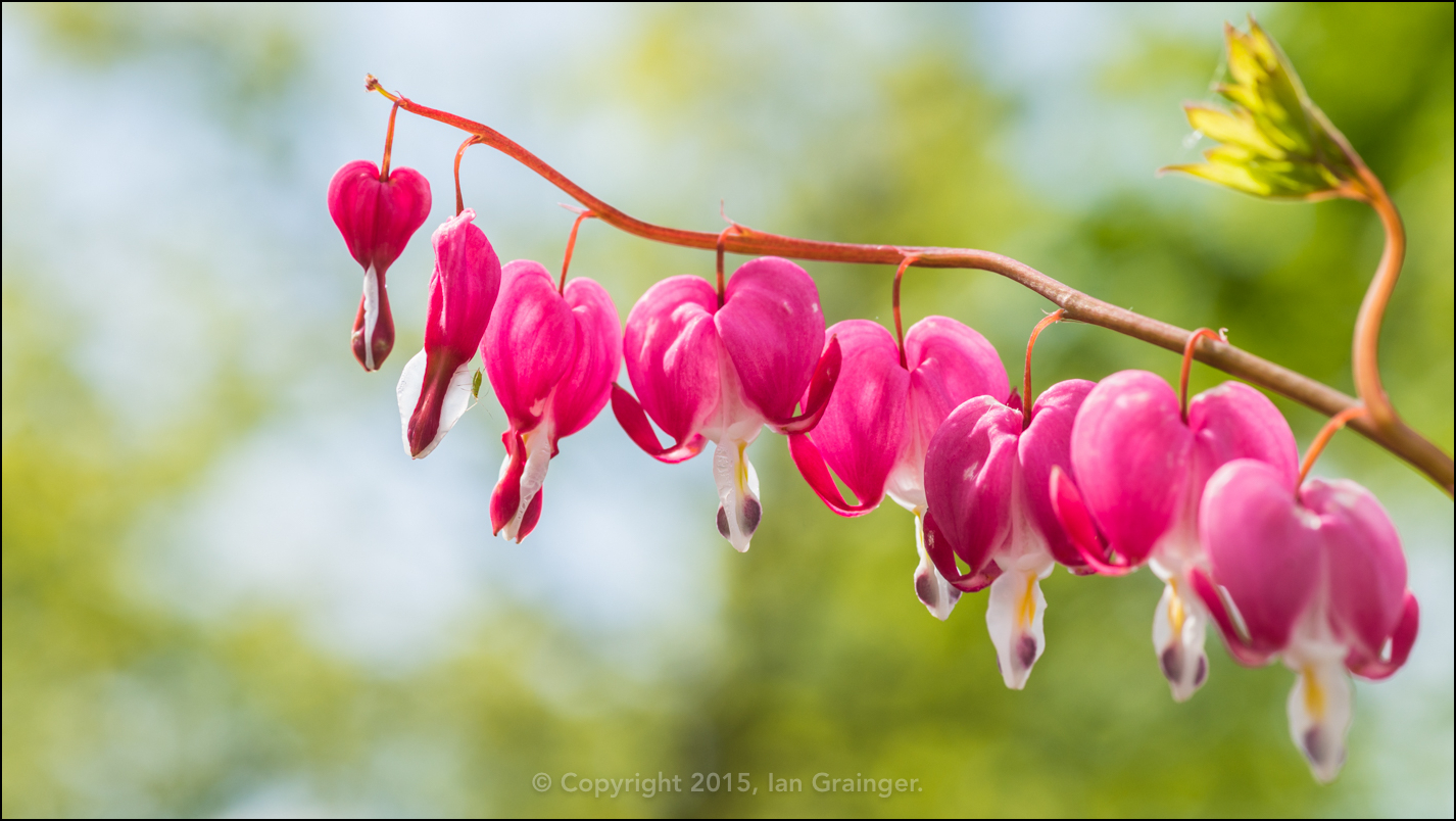 Bleeding Hearts