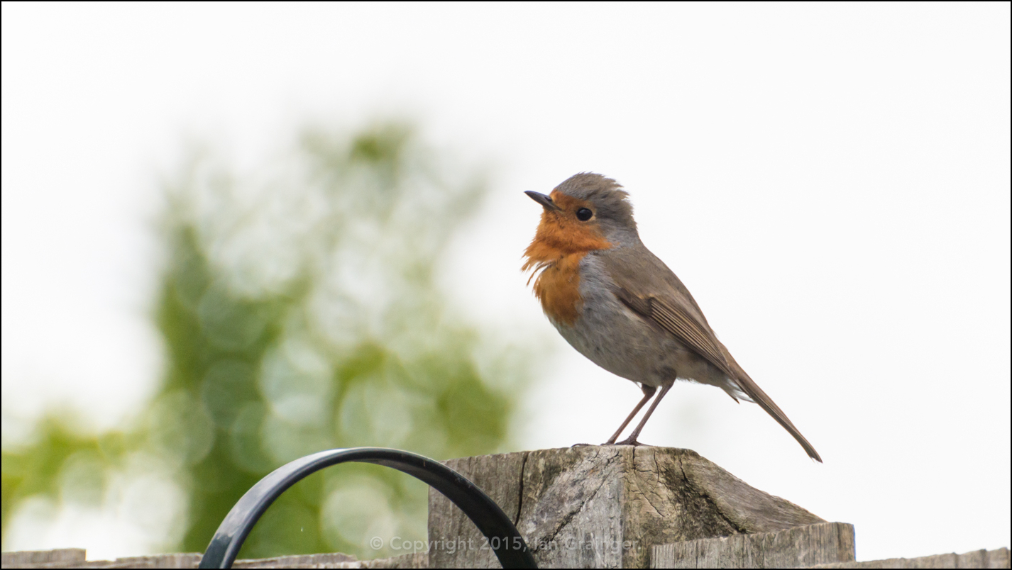 Robin On The Fence