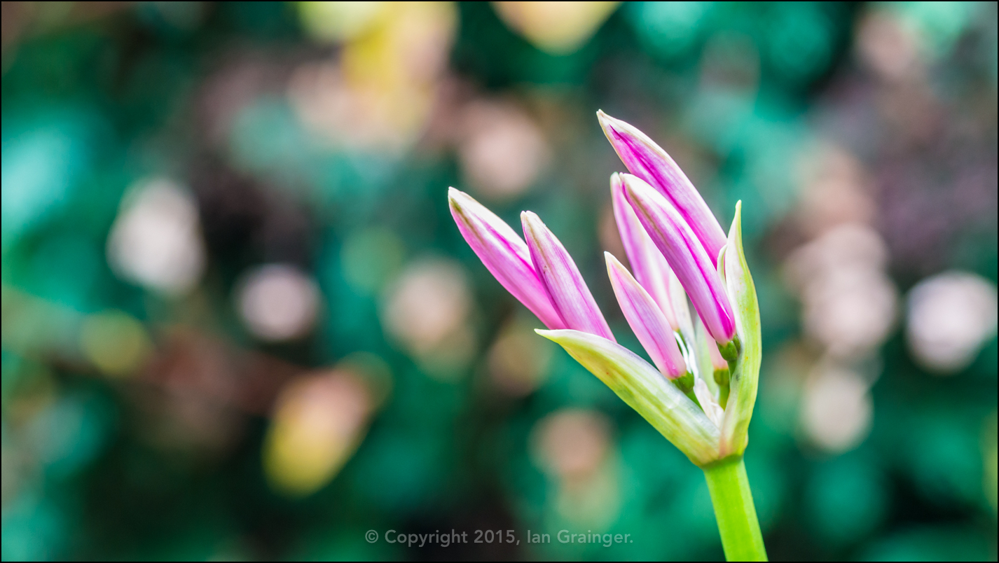 Budding Nerine