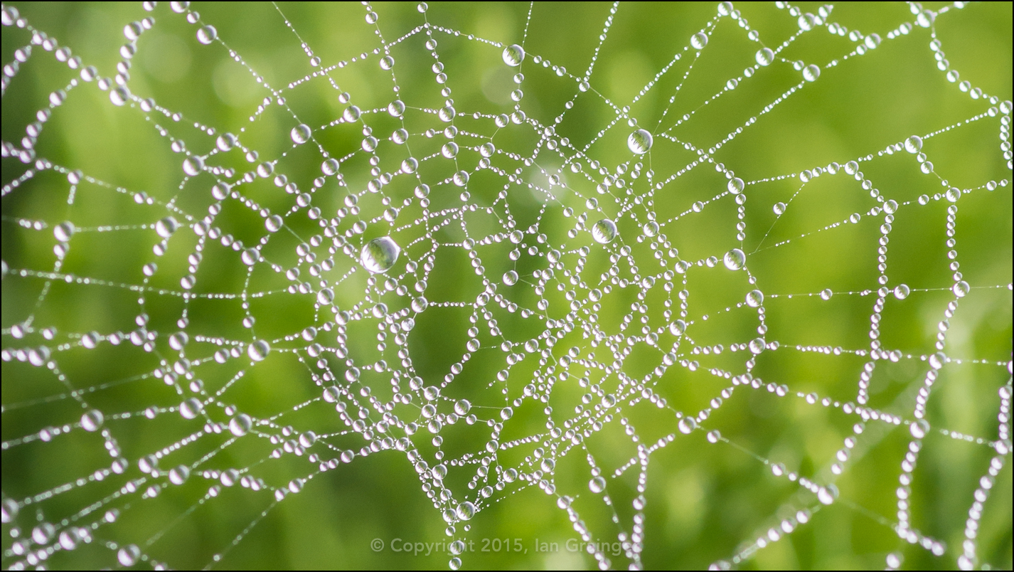 Wet Weaver Web