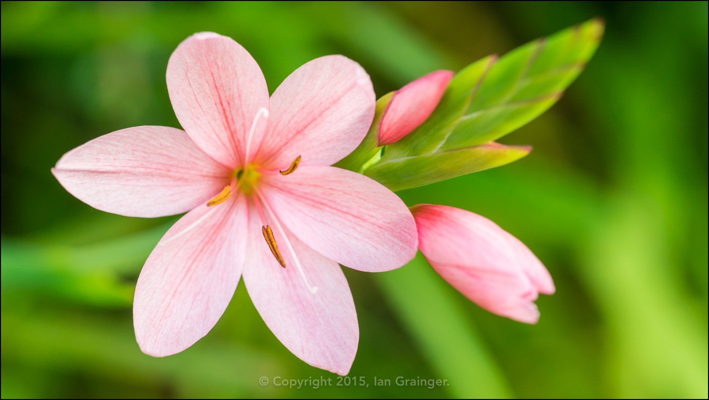 Schizostylis Coccinea