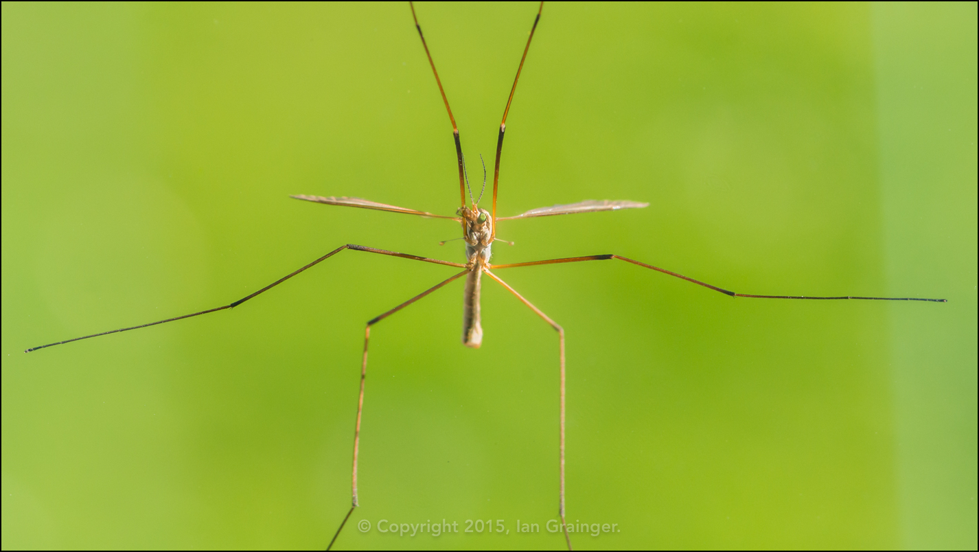 Crane Fly