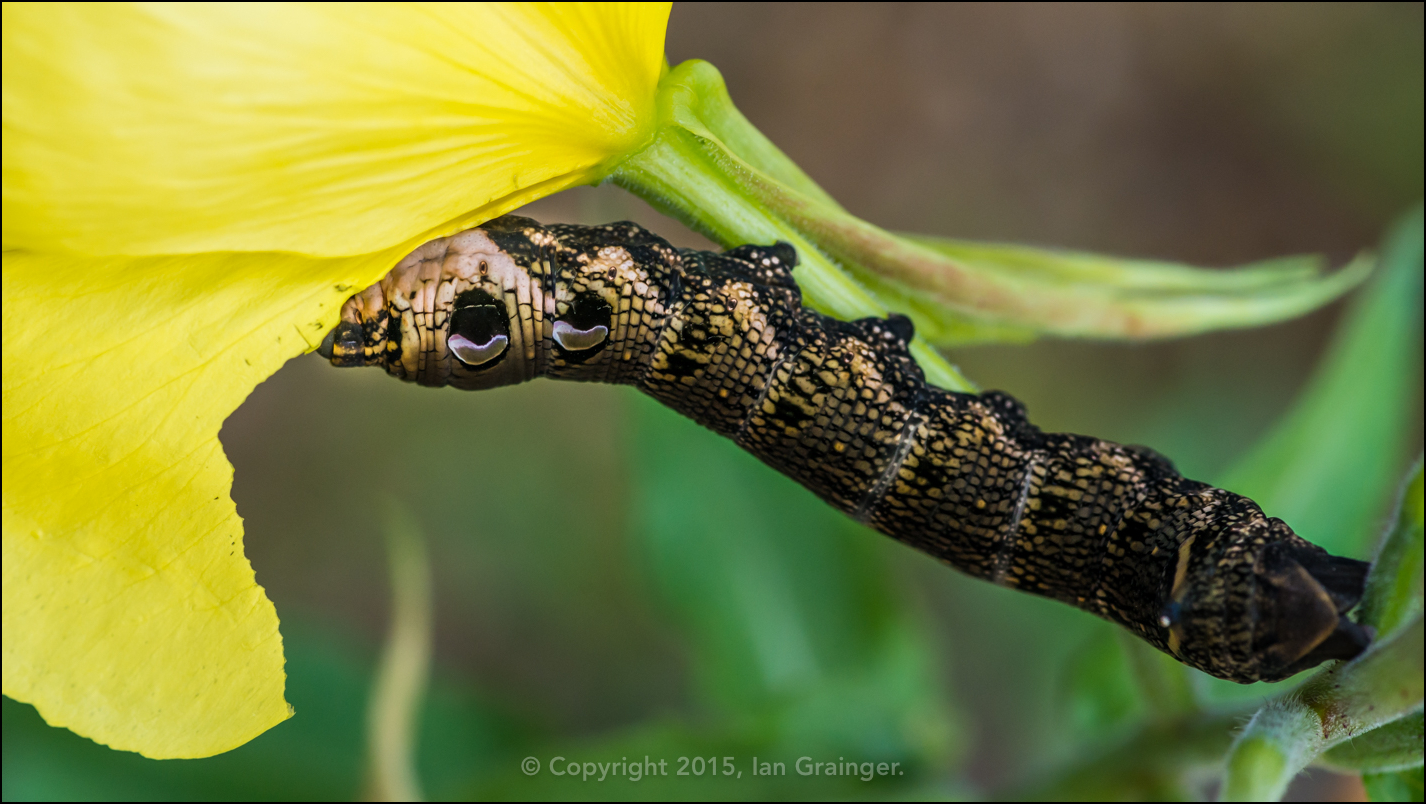 Elephant Hawk Moth