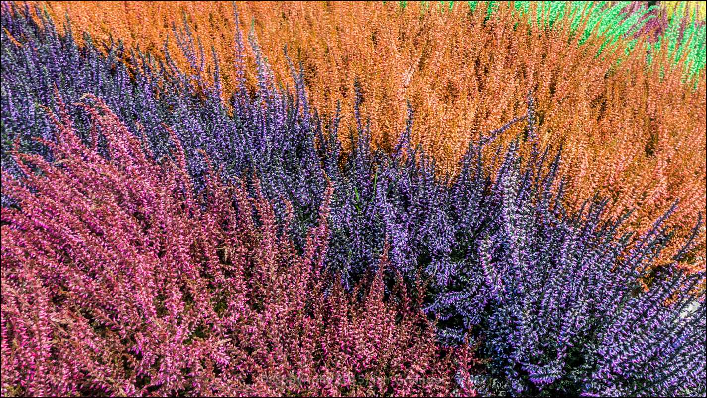 Food Coloured Heather