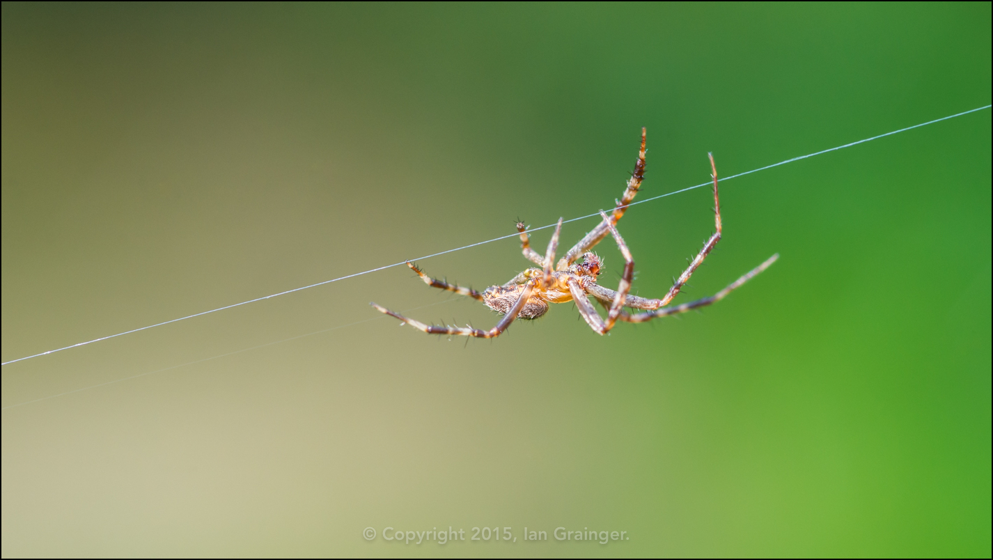 Garden Spider