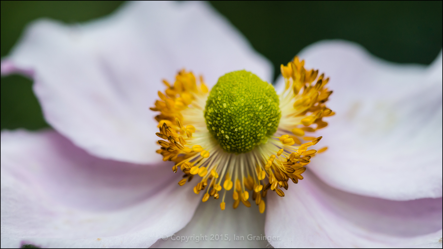 Japanese Anemone