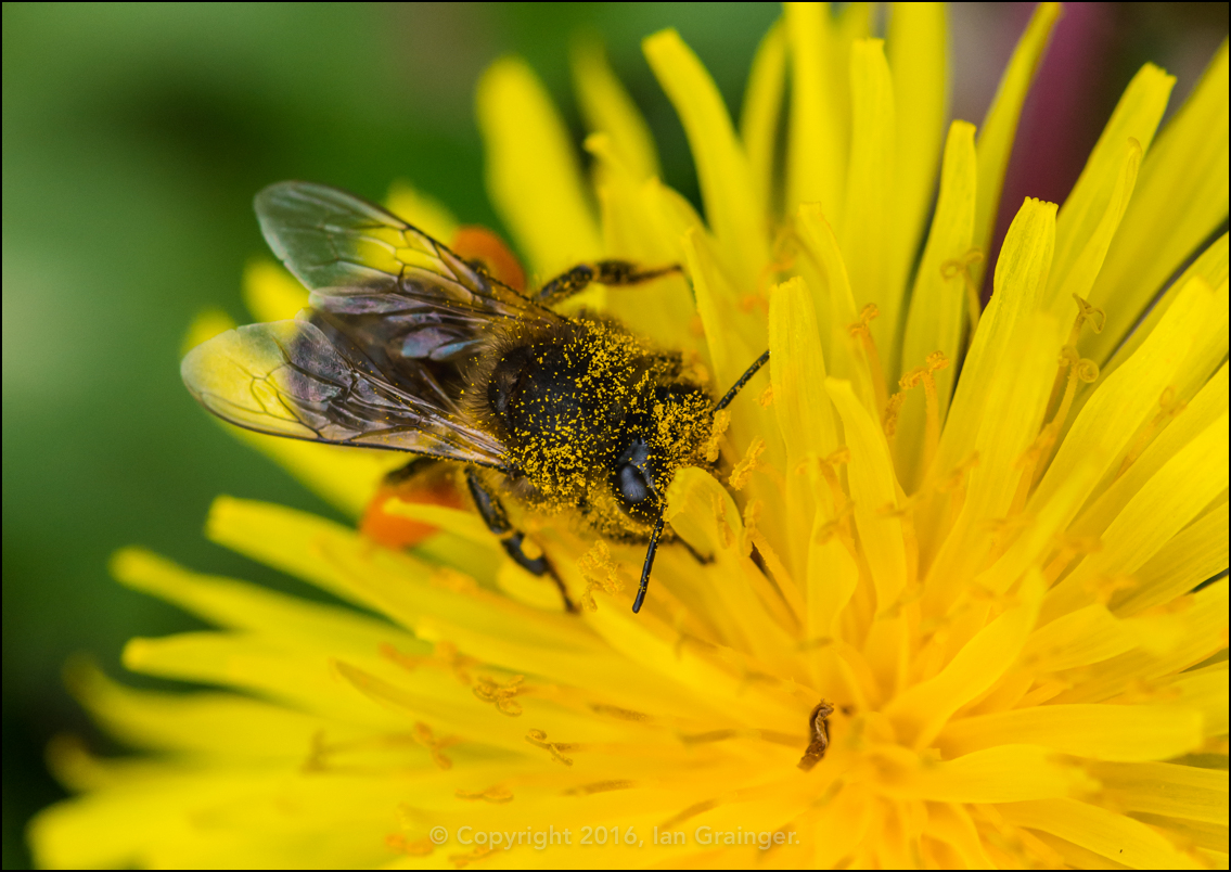 Pollen Addict