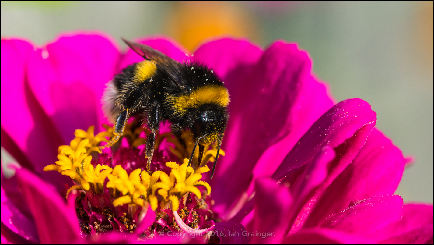 Bumblebee on Zinnia