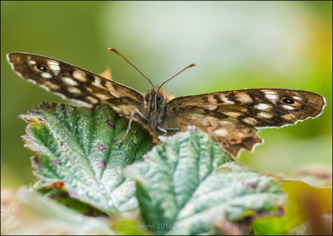 Speckled Wood