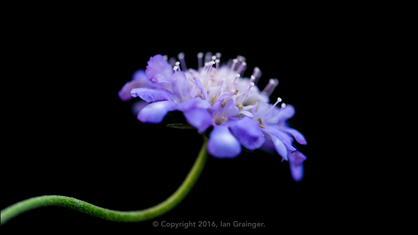 Scabious