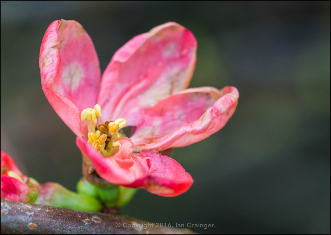 Blooming Quince