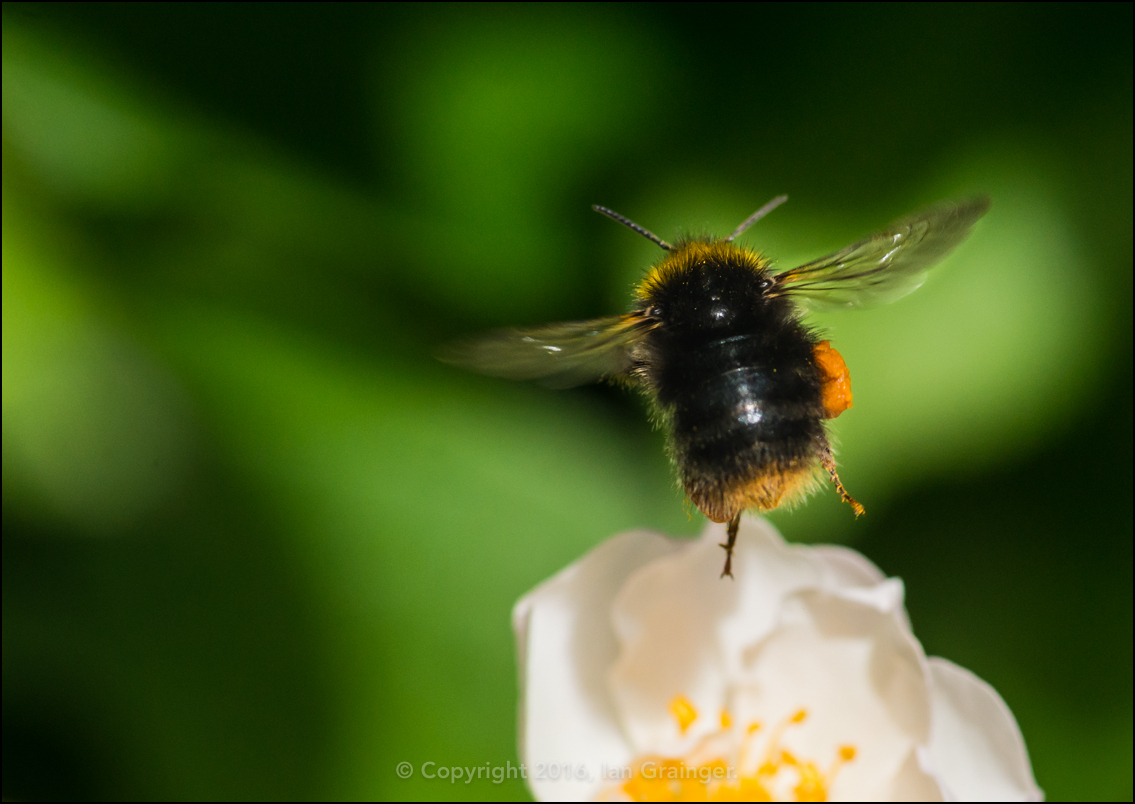 Bee Leaving