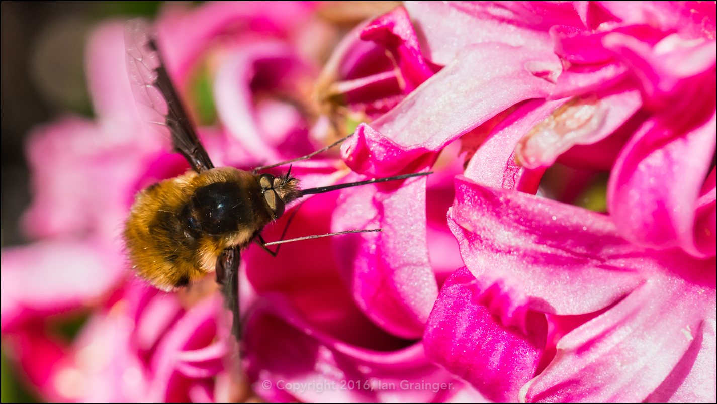 Hyacinth Probing