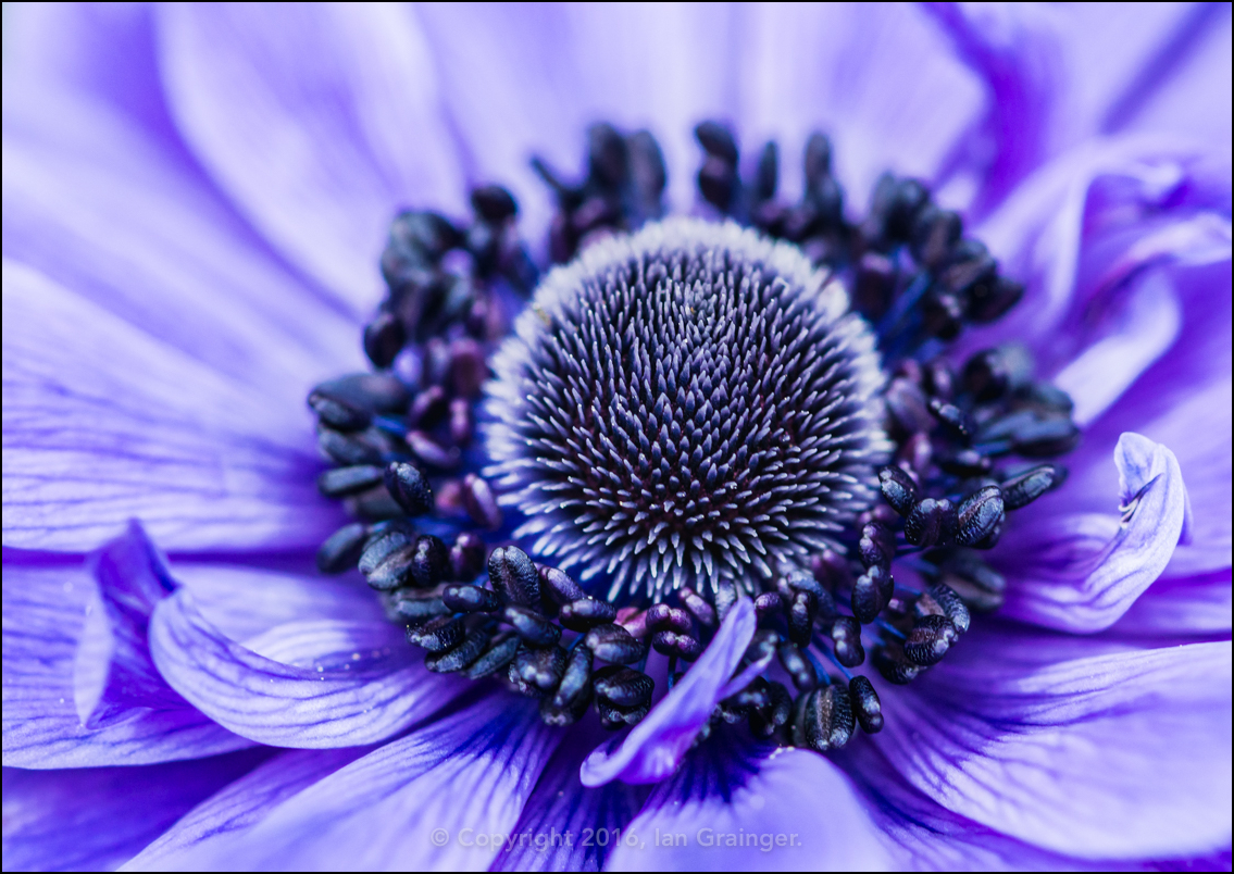 Spring Anemone