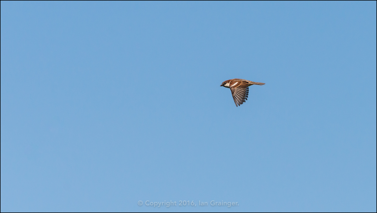 House Sparrow