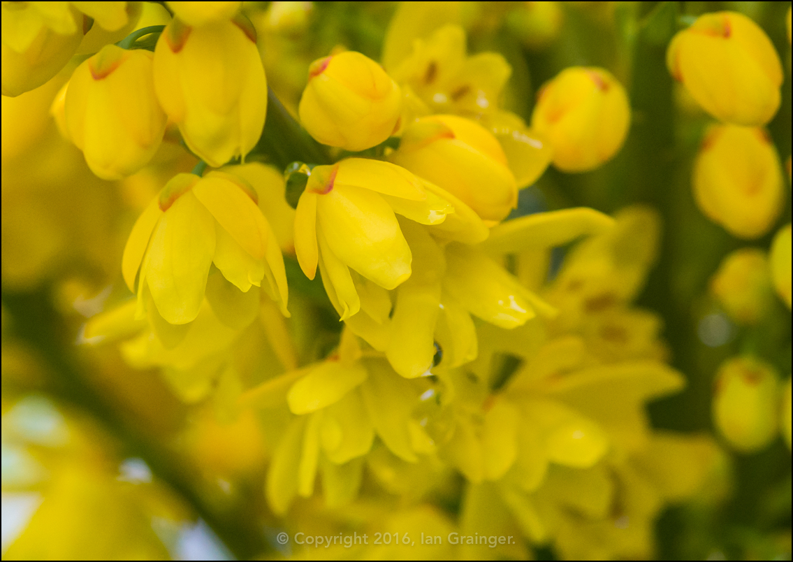 Beginning to Bloom