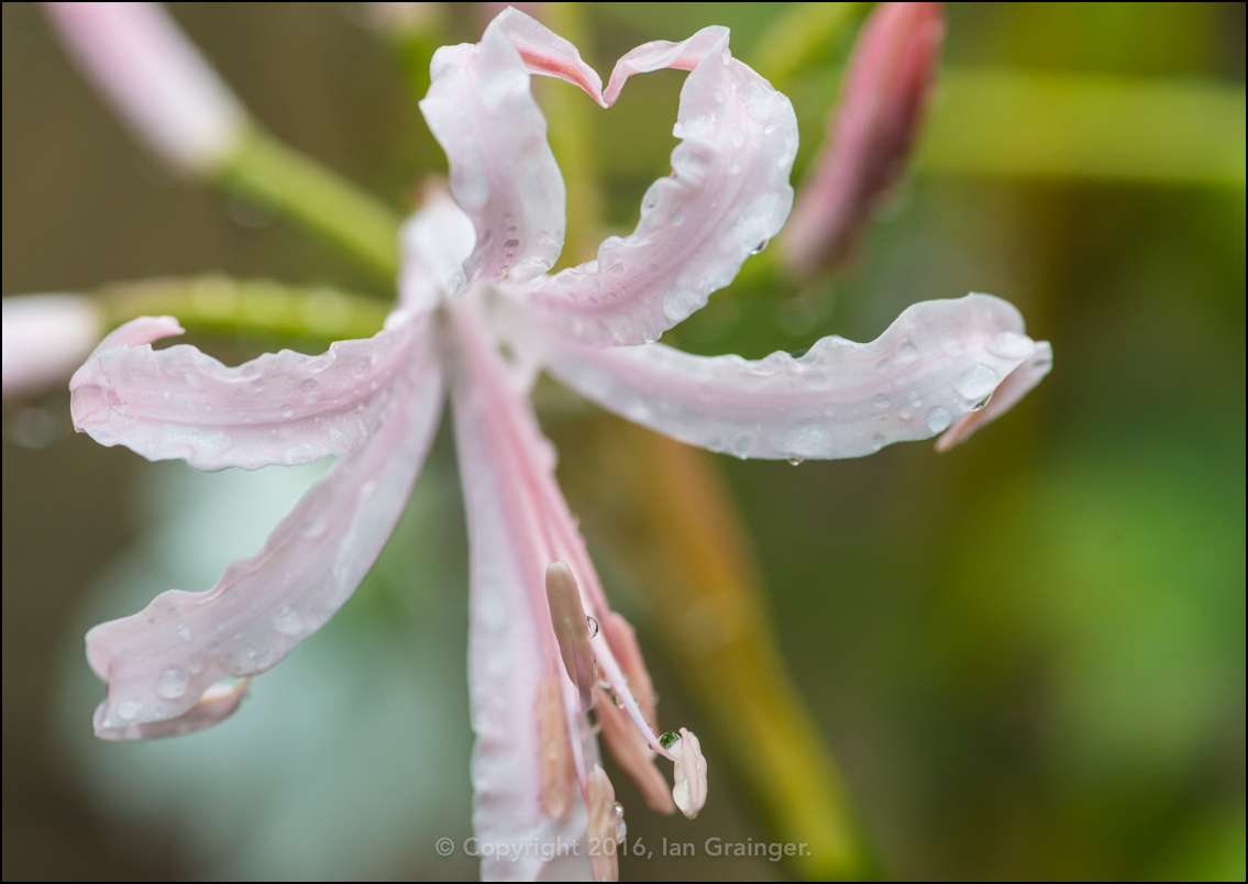 Nerine Bowdenii