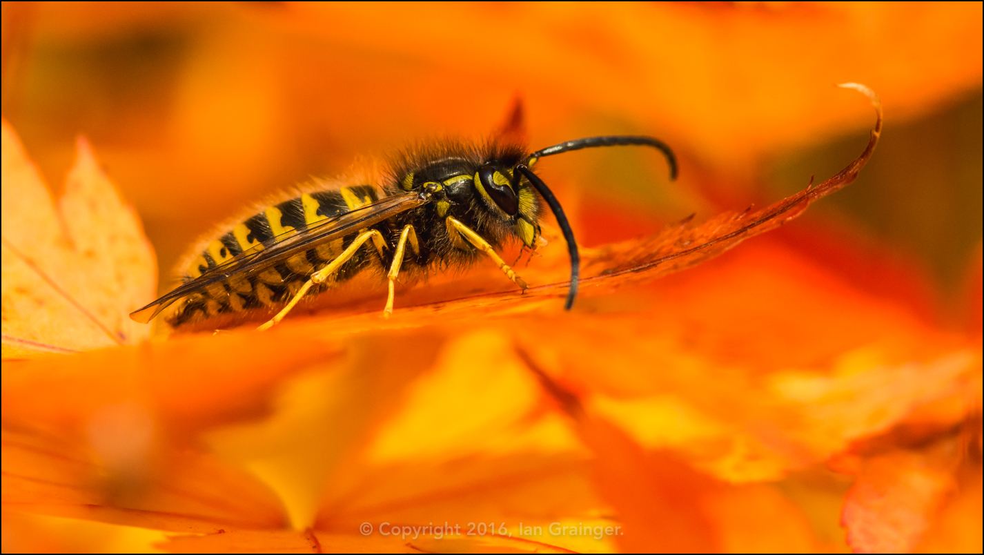 Autumnal Wasp