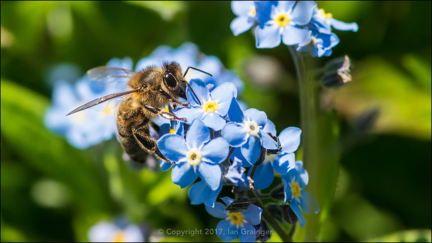 Spring Foraging