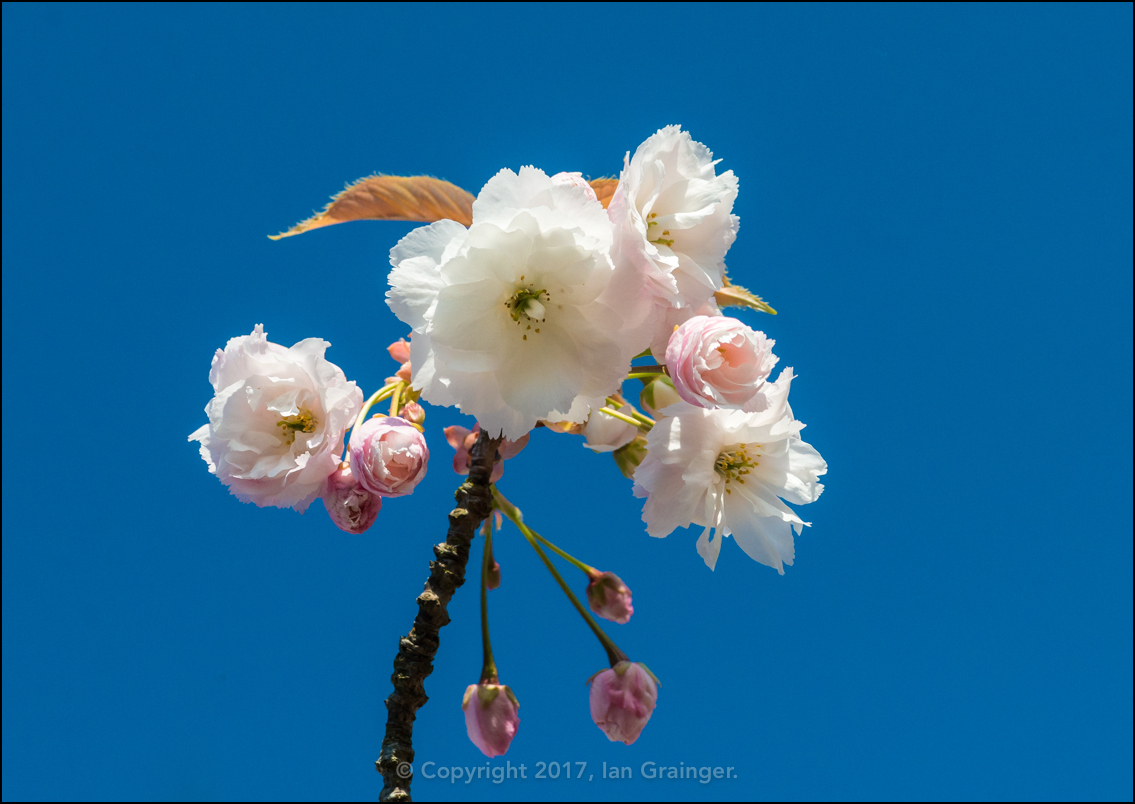 Cherry Blossom