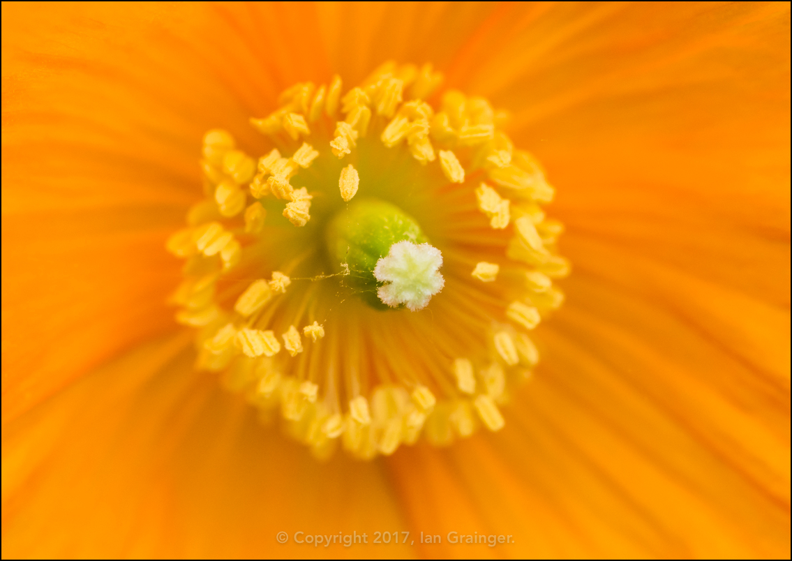 Orange Poppy