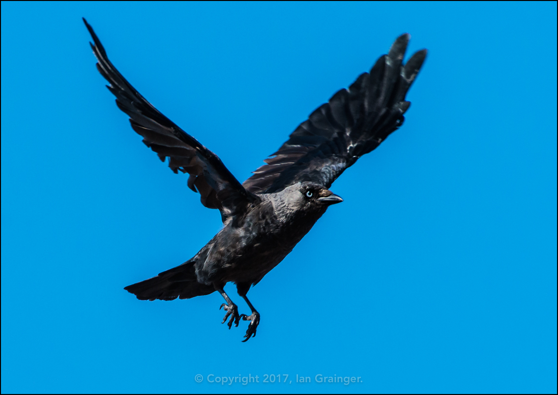 Jumping Jackdaw