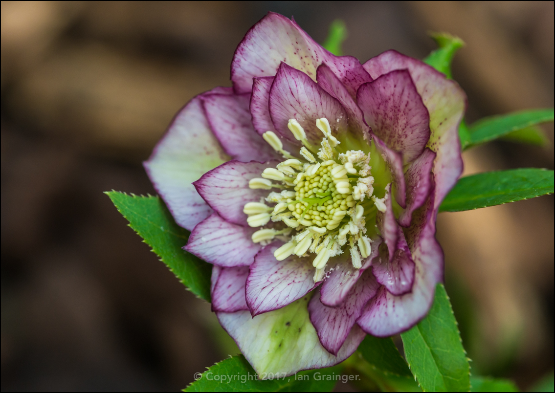 Heavenly Hellebore