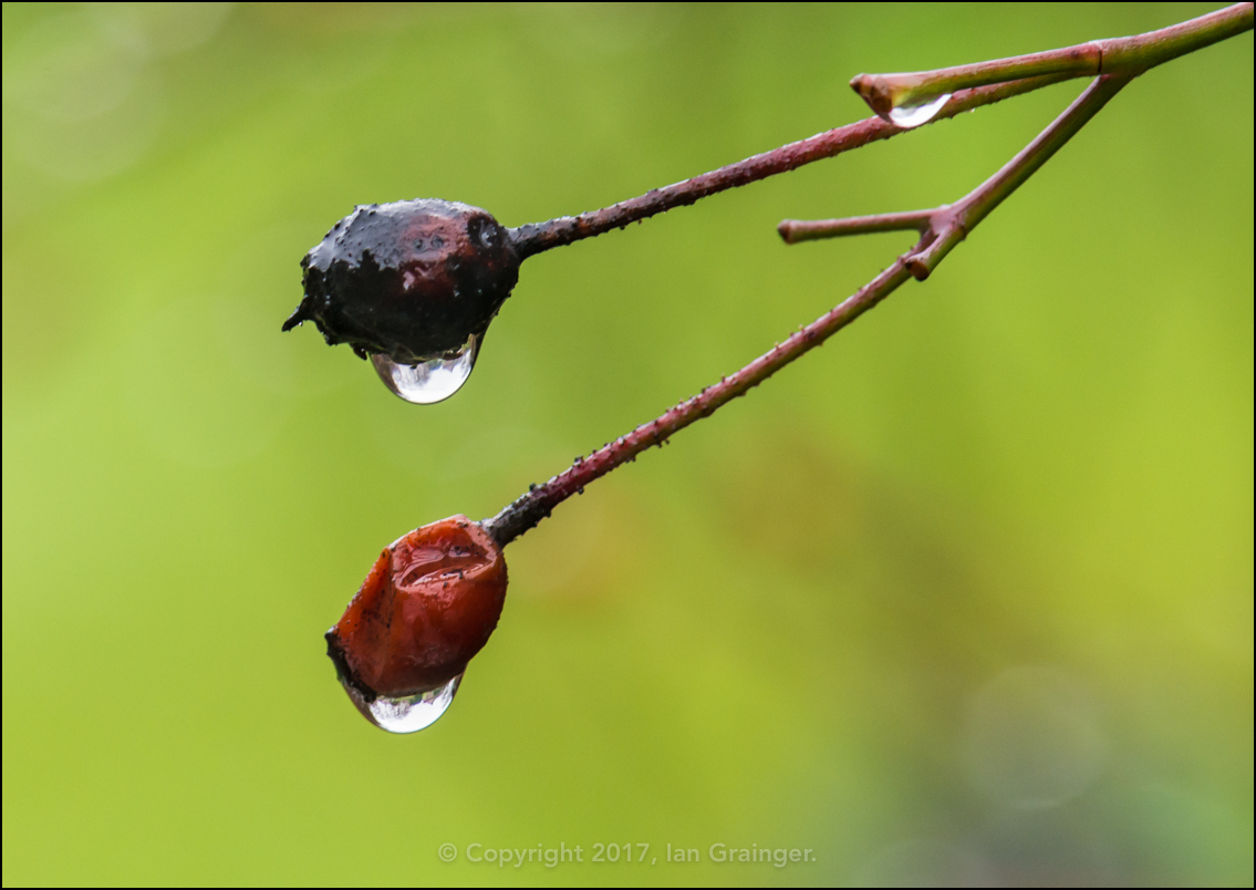 Raindrops on Rosehips