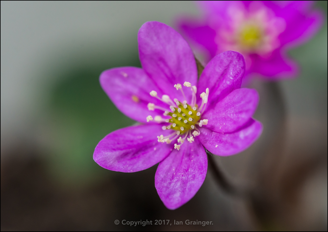 Pink Hepatica Noblis