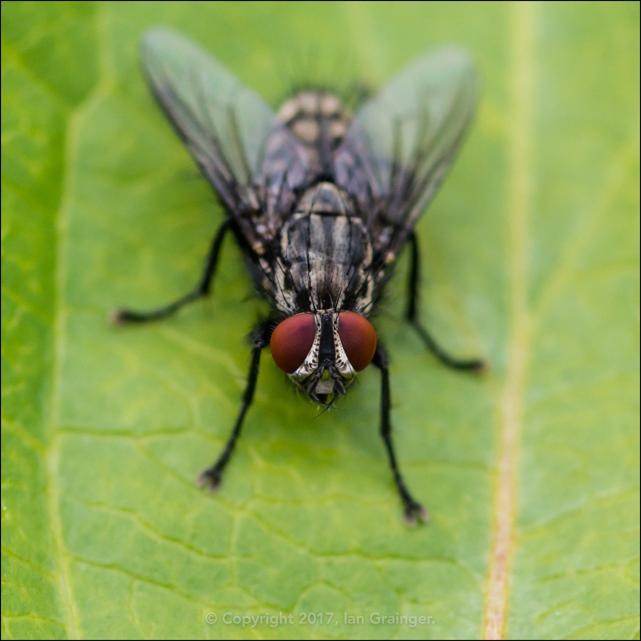 Flesh Fly