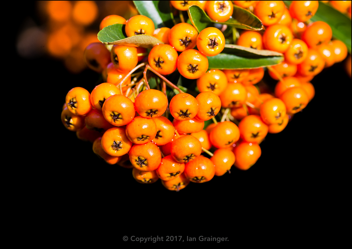 Pyracantha Berries