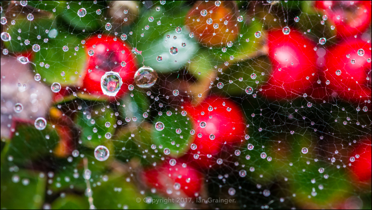 Web Over Berries