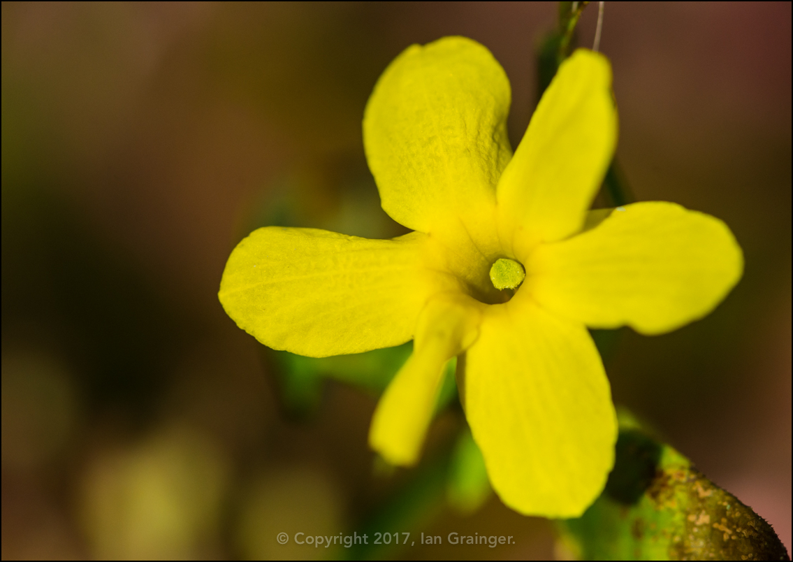 Winter Jasmine